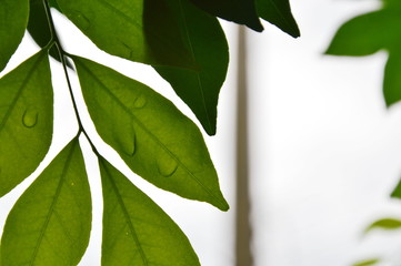 drop of water on orange Jessamine leaf