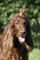 Funny long-haired dog with pony tail