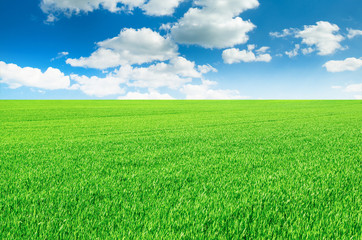 Fototapeta premium field of grass and perfect sky