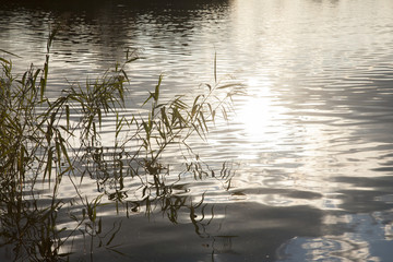 Reeds and Long Grass in Lake or River