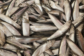 Obraz premium Fish Background