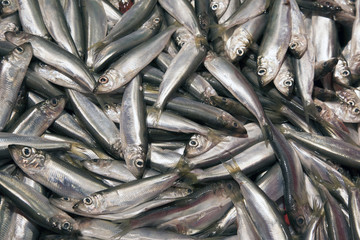 Fototapeta premium Fish Background