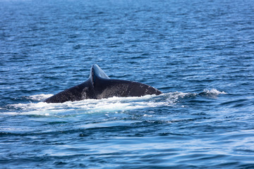 tail of Whale, cape cod