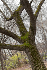 oak tree on the white background