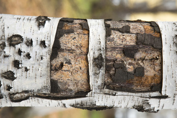 Birch on the white background