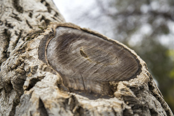 tree on the white background