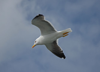 Fliegende Silbermöwe auf der Suche nach Beute
