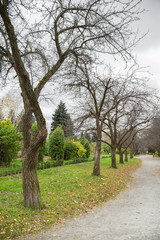 Trees on the white background