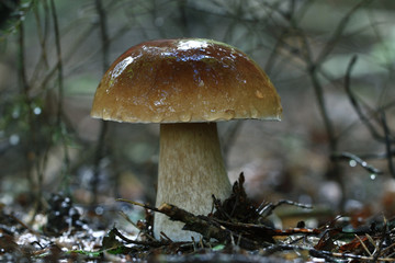 boletus edulis in the forest