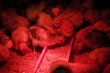 Pollos pequeños al calor de la luz roja. Cría de pollos. Pollos recién nacidos. © Trepalio