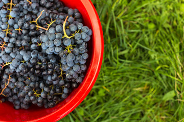 Freshly harvested red grapes in a pannier (color toned image)