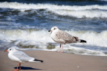 Odpoczywające mewy © AscAxl76