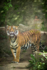 Closeup of a Siberian tiger also know as Amur tiger