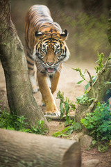 Fototapeta na wymiar Closeup of a Siberian tiger also know as Amur tiger