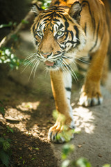 Closeup of a Siberian tiger also know as Amur tiger