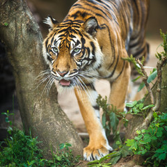 Fototapeta na wymiar Closeup of a Siberian tiger also know as Amur tiger