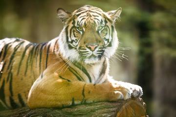 Obraz premium Closeup of a Siberian tiger also know as Amur tiger