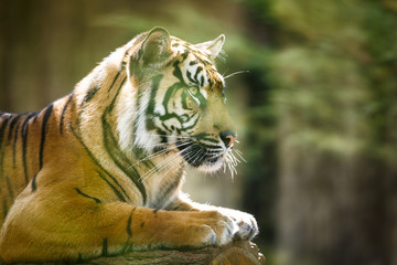 Closeup of a Siberian tiger also know as Amur tiger