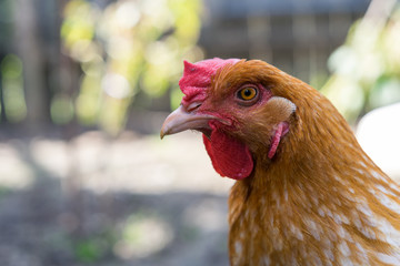 Chicken portrait