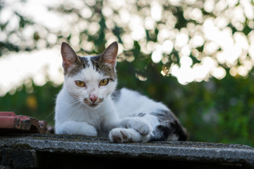 Cat resting on the rooftop