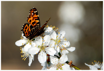 Spring scene. Blossomed branch and butterfly.