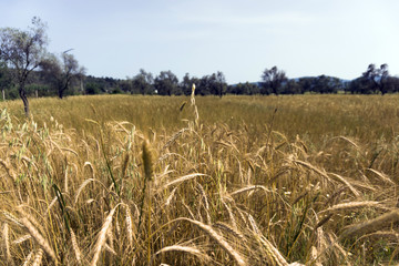 Glean field in agricultural area at mediterranean country © COSPV