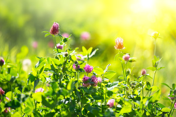 Meadow. Clover flowers growing on spring field © Subbotina Anna