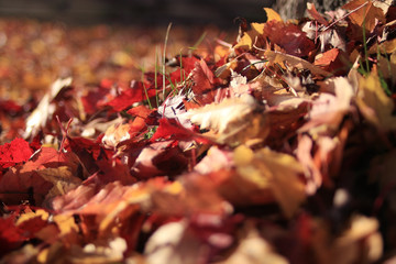 background texture of yellow leaves autumn leaf background