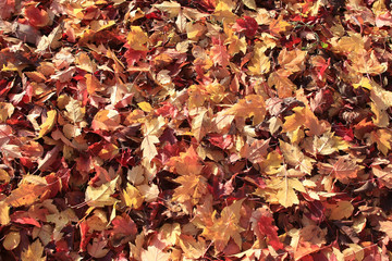 background texture of yellow leaves autumn leaf background