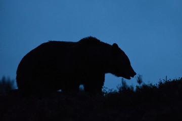 bear at twilight