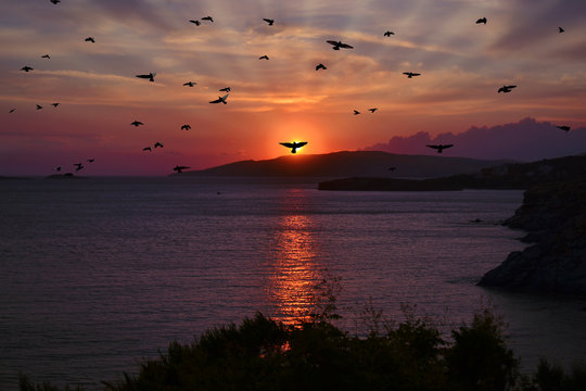 Fototapeta sunset with silhouette birds Greece