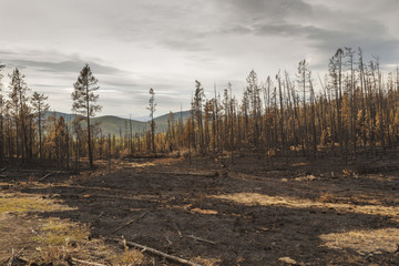 In  forest after the fire