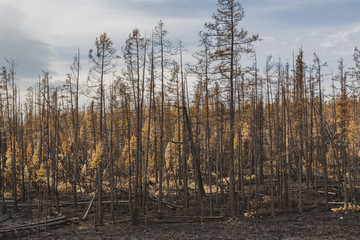 In  forest after the fire