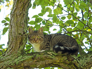 Katze sitzt im Baum