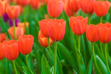 Spring blooming red tulips in garden