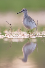 Wood sandpiper in the evening