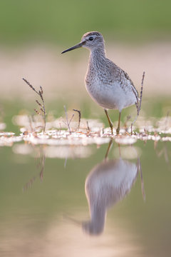 Wood sandpiper in the evening