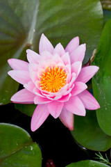 Pink water lily.