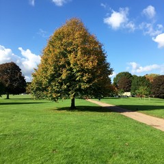 Fototapeta premium Tree in Autumn sun