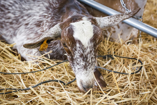 Cabras de las razas florida, malage&ntilde;a y verata. Ganader&iacute;a caprina. Cabras en el granero.