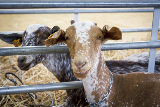 Cabras de las razas florida, malage&ntilde;a y verata. Ganader&iacute;a caprina. Cabras en el granero.