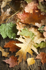 Fallen autumn leaves background