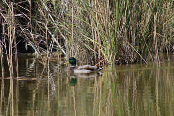 Pato verde en la Albufera de Valencia