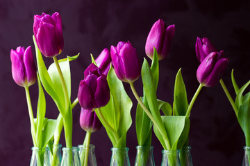 Violette Tulpen in Wassergl&auml;sern vor dunklem Hintergrund
