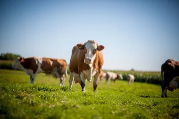 Papier Peint photo Lavable Vache vache sur terrain herbeux