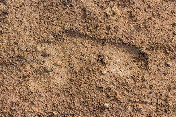 Fototapeta na wymiar One human footstep in mud