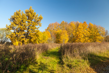 Fototapeta premium Autumn trees