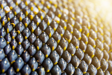 close-up view of sunflower seeds - 93115929