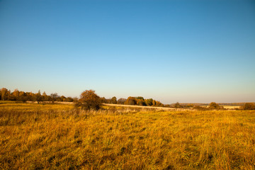 Old abandoned garden with apple trees almost without leaves and clear blue sky while golden fall