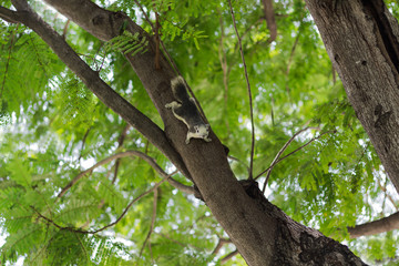 Squirrel on a tree
